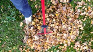 A person raking the leaves fallen out of the yard